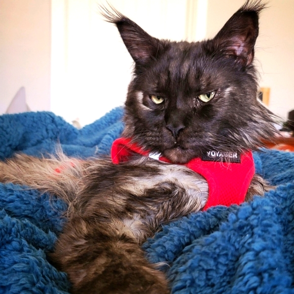 Meet your Posher, Zoey - Picture 2 of 3